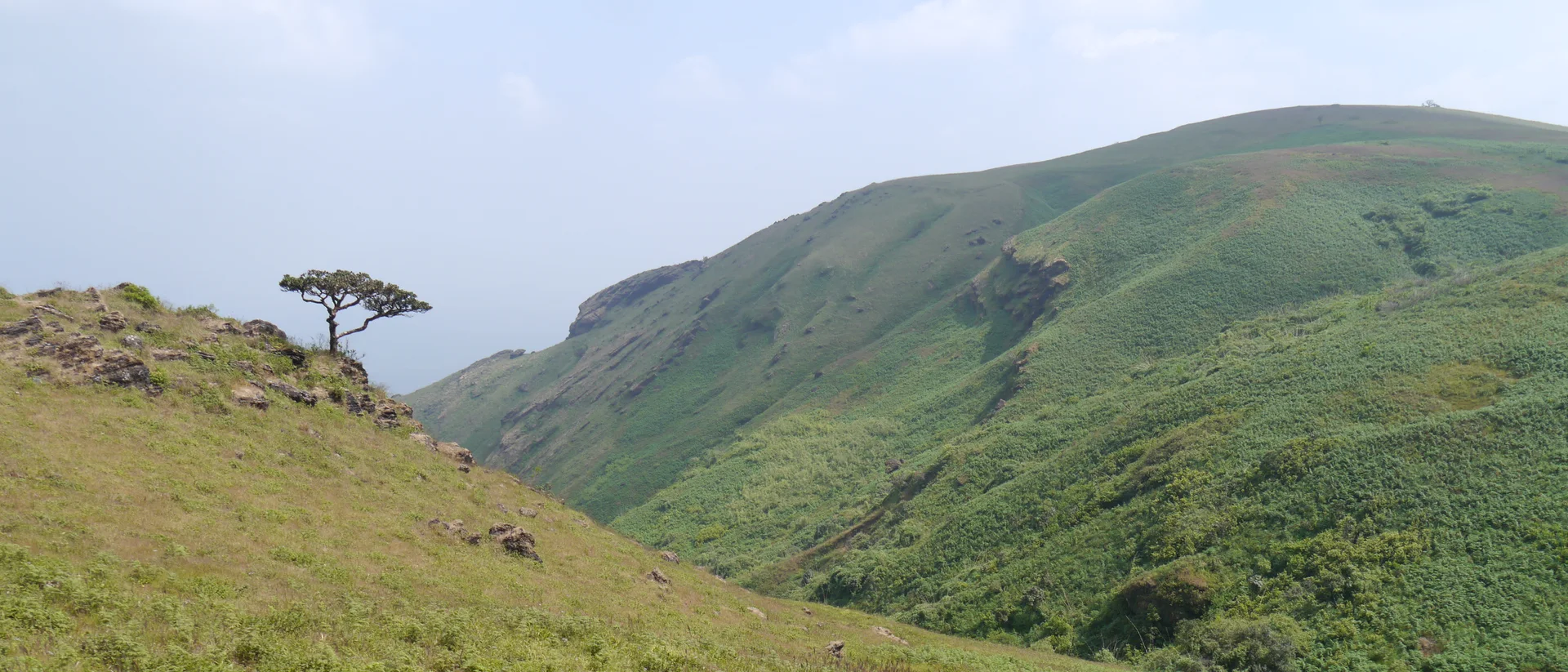 The Baba Budangiri range, also known as Chandra Drona Parvatha