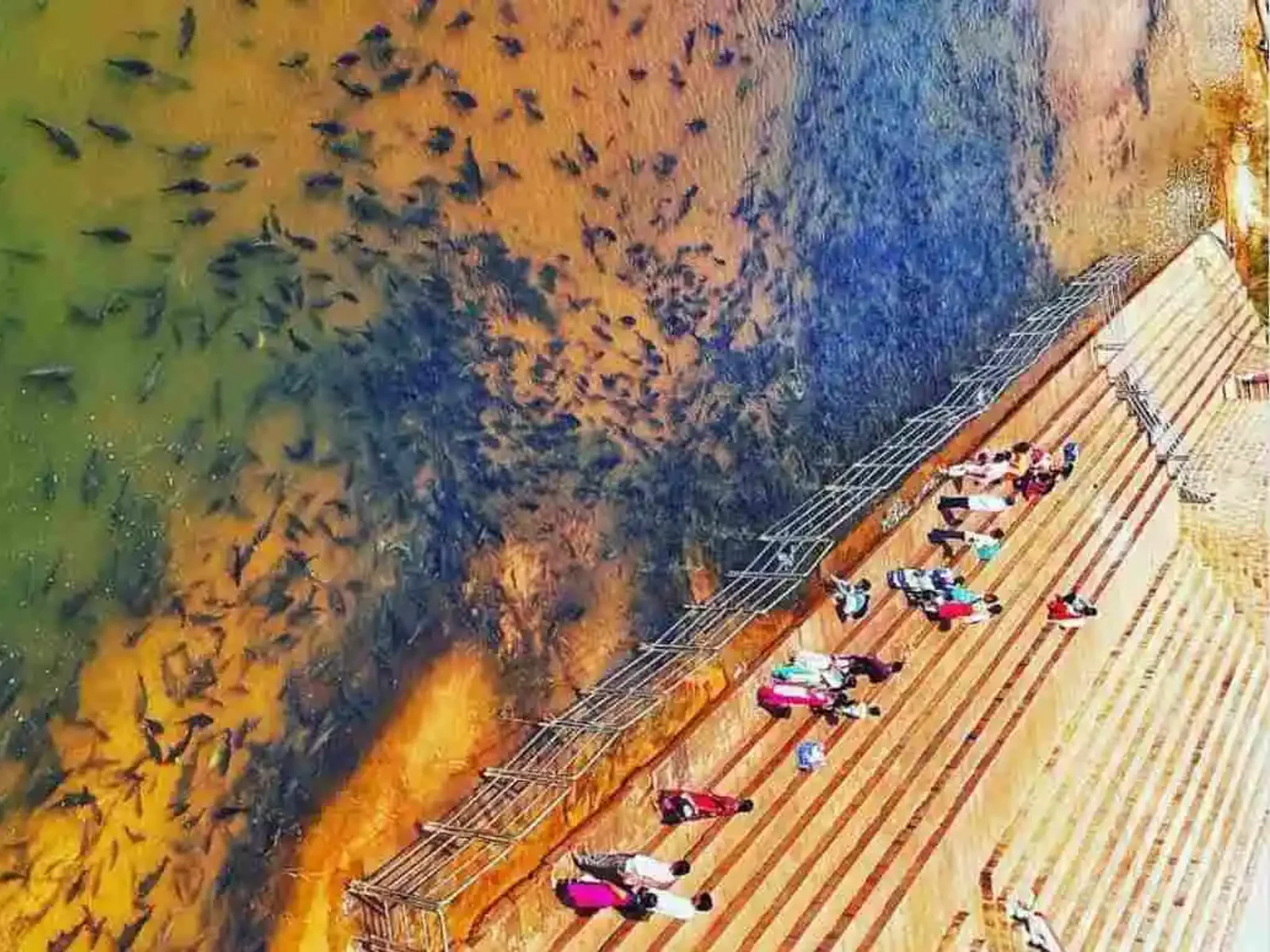 The protected fish sanctuary in the Tunga River beside the Sringeri temple ghats